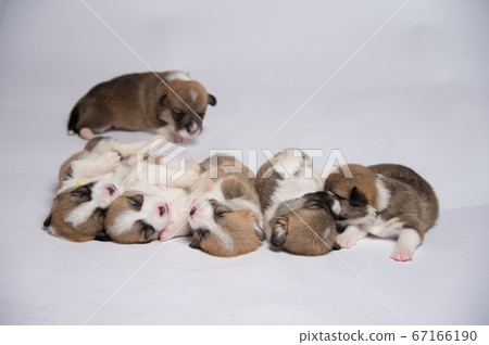 Newborn corgi baby 67166190