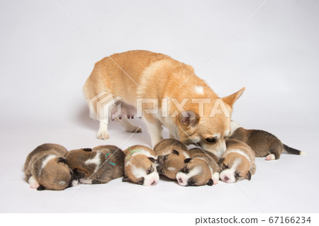 Newborn corgi baby Newborn corgi baby 67166234