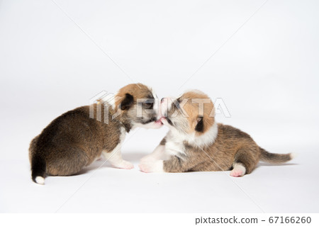 新生柯基犬嬰兒 67166260