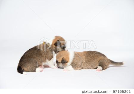 新生柯基犬嬰兒 67166261