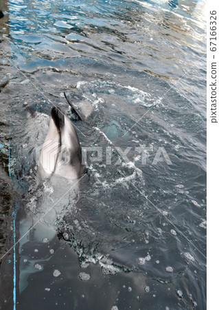 石川縣鳥島水族館Kamileka 67166326