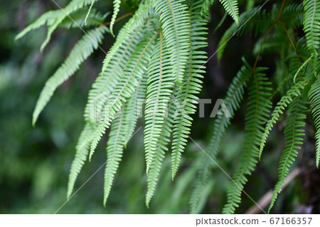 Summer little fern 67166357