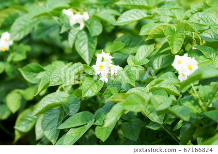 馬鈴薯田馬鈴薯花 67166824