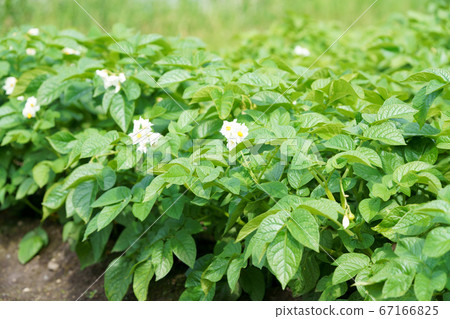 馬鈴薯田馬鈴薯花 67166825