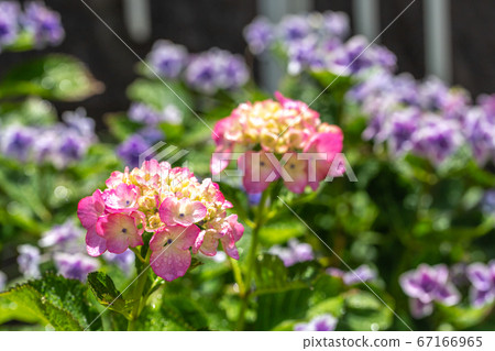 八仙花屬花雨季圖像 八仙花屬花雨季圖像 67166965