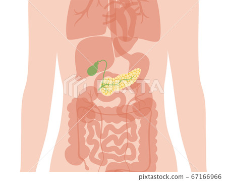 Pancreas an human body Pancreas an human body 67166966
