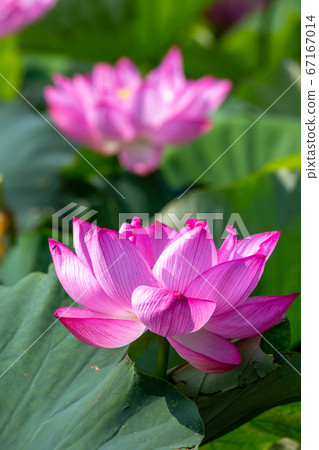 蓮花夏天形象 蓮花夏天形象 67167014