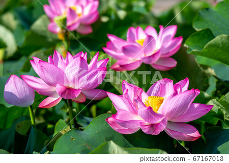 蓮花夏天形象 蓮花夏天形象 67167018