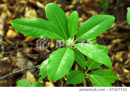 Young leaves of Ezo Yuzuriha on the beech forest floor-Healing Forest Tadami Town, Fukushima Prefecture 67167550