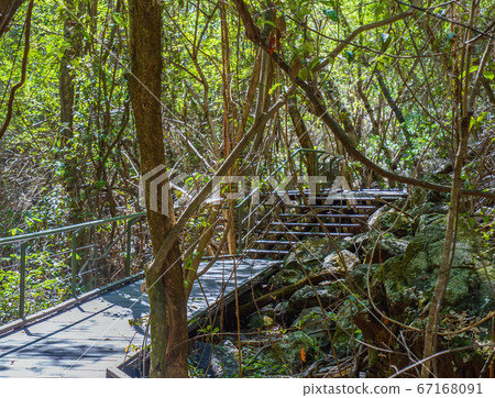 Undara Lava Tubes Delicate Ecosystem On Tour 67168091