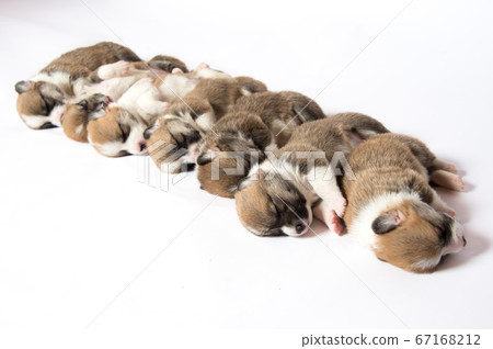 Puppy, a newborn baby corgi 67168212