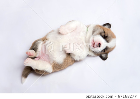 Puppy, a newborn baby corgi 67168277