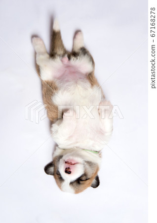 Puppy, a newborn baby corgi Puppy, a newborn baby corgi 67168278