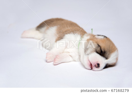 Puppy, a newborn baby corgi 67168279