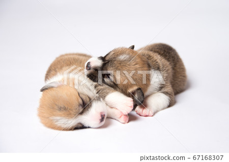 Puppy, a newborn baby corgi 67168307