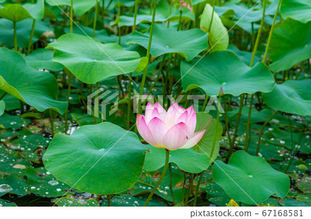 一朵蓮花 67168581