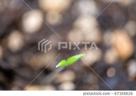Germination of cherry tomato 67168626