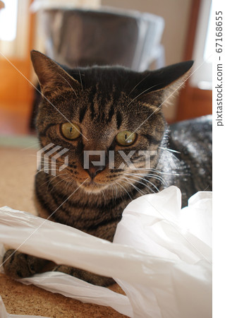 Pheasant cat Pheasant cat 67168655