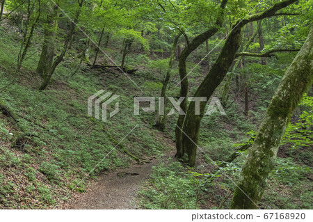 Mt. Mitake mountain trail early summer view 67168920
