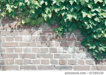 Brick wall and ivy plant 67169130
