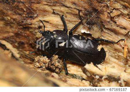 Kokuwagata♀ 67169187