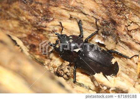 Kokuwagata♀ 67169188
