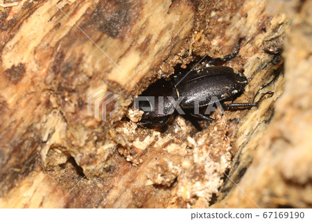 Kokuwagata♀ 67169190