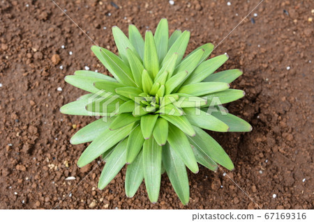 Lily leaf, growing from now on, vegetable garden, field, flower garden, seasonal flower image material 67169316