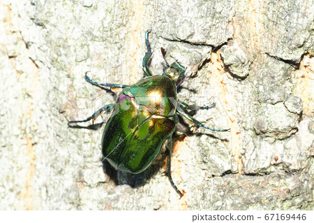 Ryukyushuya Hanamuguri Ryukyushuya Hanamuguri 67169446