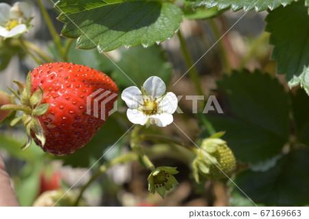 Strawberry flowers and fruits, harvest, home garden, field, vegetables, fruit image material Strawberry flowers and fruits, harvest, home garden, field, vegetables, fruit image material 67169663