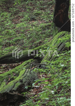 Mt. Mitake, rainy season view 67169752