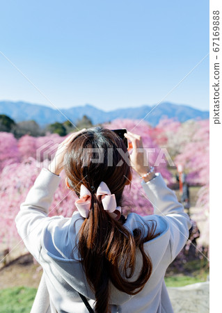 A woman shoots plums in the Suzuka Forest Garden with a smartphone A woman shoots plums in the Suzuka Forest Garden with a smartphone 67169888