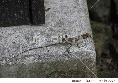 Kinoboritokage Kinoboritokage 67169952