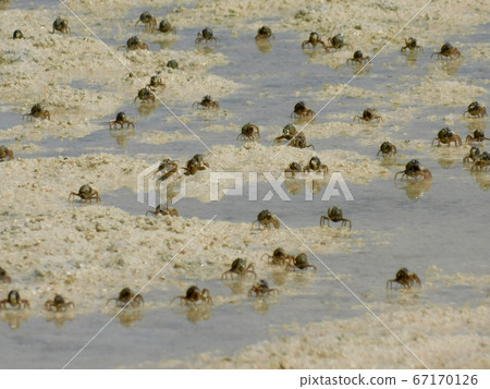 Minami Commercial crab in the back of Kawahira Bay 67170126