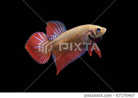Betta Wild Phu Ruea Smaragdina Ladiges Male or Plakat Fighting Fish Splendens Betta Wild Phu Ruea Smaragdina Ladiges Male or Plakat Fighting Fish Splendens 67170467