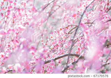 鈴鹿森林公園梅梅春天 鈴鹿森林公園梅梅春天 67170576