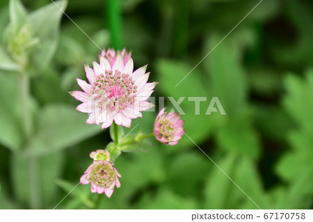 Astrantia Mayor 67170758