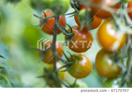 mini tomato, miniature tomato, tomato 67170767