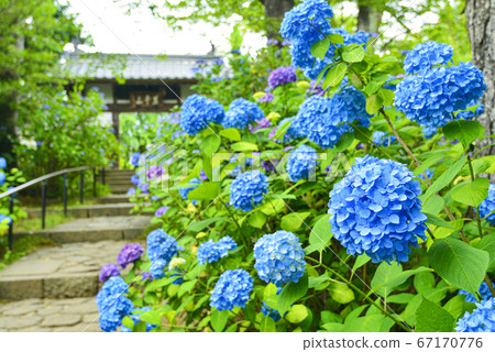 繡球仙人掌寺在仙台 照片素材 圖片 圖庫