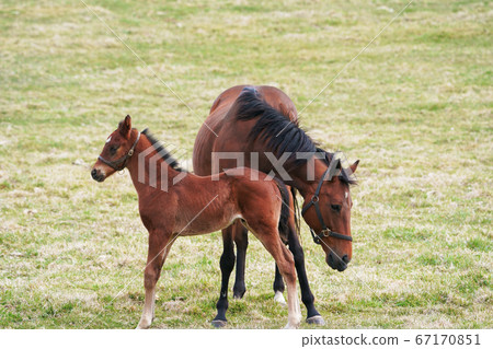 Mother horse watching a foal Mother horse watching a foal 67170851