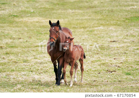 Mother horse watching a foal 67170854