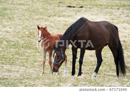 母馬看著小馬駒 67171040