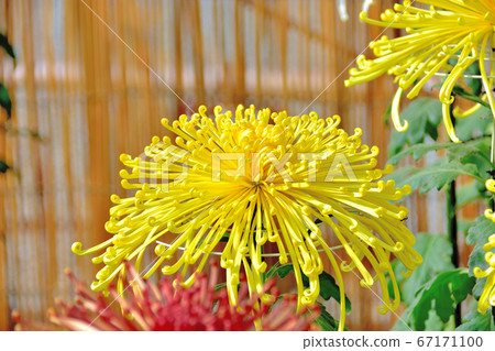 Flower chrysanthemum representing autumn in Japan Flower chrysanthemum representing autumn in Japan 67171100
