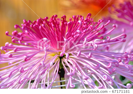 Flower chrysanthemum representing autumn in Japan 67171181
