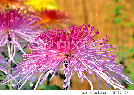 代表日本秋天的花菊花 67171184