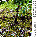 Green 67171192
