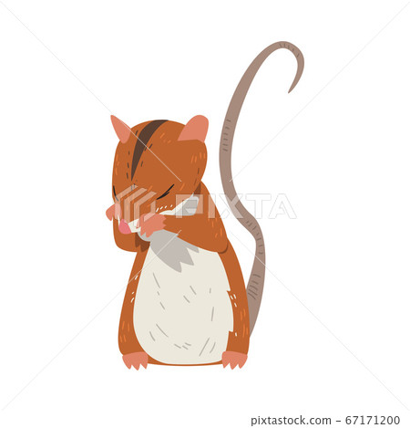Field Mouse Standing on Hind Legs and Covers its Muzzle with Paws, Cute Fluffy Red Rodent Animal with Black Stripe on Its Back Vector Illustration 67171200