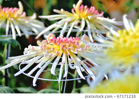 代表日本秋天的花菊花 67171238