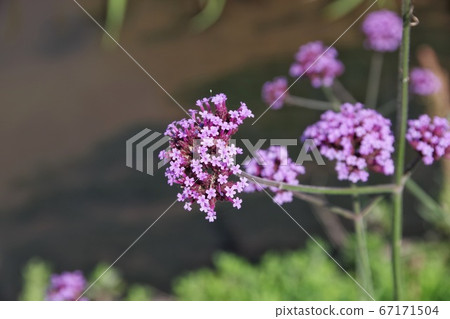 小花 小花 67171504