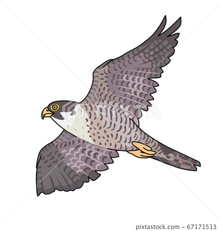Falcon - Stock Illustration [67171513] - PIXTA